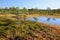 September afternoon swamp background of Kakerdaja, Estonian nature.