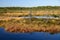 September afternoon swamp background of Kakerdaja, Estonian nature.