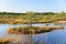 September afternoon swamp background of Kakerdaja, Estonian nature.