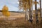 September high country landscape with golden aspen trees