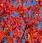 september red fall rowanberry branch. red fall rowanberry. fall season with red rowanberry