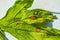 Septoria leaf blight of celery