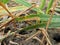 Septoria tritici blotch (STB) on wheat leaves.