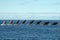 Sequence of humback whale calf breaching in polynesia