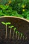 Sequence of Impatiens balsamina flower growing