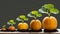 Sequence of pumpkin plant growing isolated, evolution concept