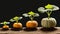 Sequence of pumpkin plant growing isolated, evolution concept