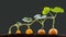 Sequence of pumpkin plant growing isolated, evolution concept