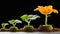 Sequence of pumpkin plant growing isolated, evolution concept