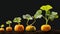 Sequence of pumpkin plant growing isolated, evolution concept