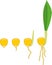 Sequential stages of corn maize seed germination