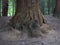 Sequoia forest, Monte Cabezon, Cabezon de la Sal, Cantabria