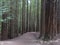 Sequoia forest, Monte Cabezon, Cabezon de la Sal, Cantabria