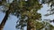 Sequoia Forest Tilt Up Grant Grove Kings Canyon National Park California