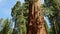 Sequoia Forest Tilt Up Grant Grove Kings Canyon National Park California