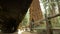 Sequoia Forest Tunnel Tree Tilt Up Grant Grove Kings Canyon National Park California