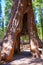 Sequoia Gate in Mariposa grove at Yosemite California