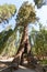 Sequoia Gate in Mariposa Grove, Yosemite National Park