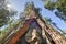 Sequoia Gate in Mariposa Grove, Yosemite National Park