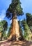 Sequoia Giant Forest museum trailhead, USA