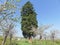 Sequoia gigantea tree in the village of Ardusat in Maramures county, Romania. The tree is over 200 years old