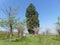 Sequoia gigantea tree in the village of Ardusat in Maramures county, Romania. The tree is over 200 years old