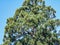 Sequoia gigantea tree in the village of Ardusat in Maramures county, Romania. The tree is over 200 years old