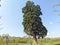 Sequoia gigantea tree in the village of Ardusat in Maramures county, Romania. The tree is over 200 years old