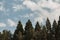 Sequoia Grove on the Background of Blue Sky with Clouds