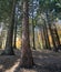 Sequoia grove on a sunny day in Crimea