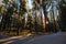 Sequoia National Park at Sunrise California USA