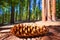 Sequoia pine cone macro in Yosemite Mariposa Grove