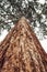 Sequoia redwoods tree - Sequoiadendron giganteum