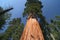 Sequoia sempervirens