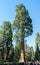 Sequoia Sentinel tree in Sequoia National Park, California