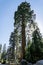 Sequoia Sentinel tree in Sequoia National Park, California