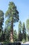 Sequoia Sentinel tree in Sequoia National Park, California