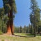 Sequoia Tree