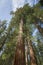 Sequoia Tree California