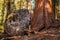 Sequoia Tree Rock Growing