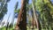 Sequoia tree in Sequoia National Park