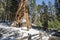 Sequoia tree in Sequoia national park during winter, California