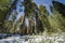 Sequoia tree in Sequoia national park during winter, California