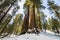 Sequoia tree in Sequoia national park during winter, California