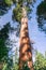 Sequoia tree with a smooth orange bark, Calaveras Big Trees State Park, California