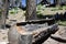 Sequoia Tree in Yosemite National Park, California