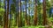 Sequoia trees in Sequoia National Park near Giant village area