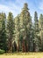 Sequoia trees surround meadow