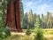 Sequoia trees surround meadow