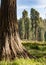 Sequoia trees surround meadow